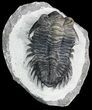 Bargain Coltraneia - Bug Eyed Trilobite #46082-5